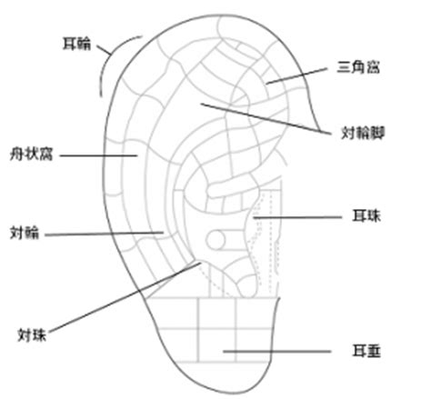 耳珠位置|耳つぼ 図解｜ツボ、耳ツボ療法｜三益製薬ブログ｜ 